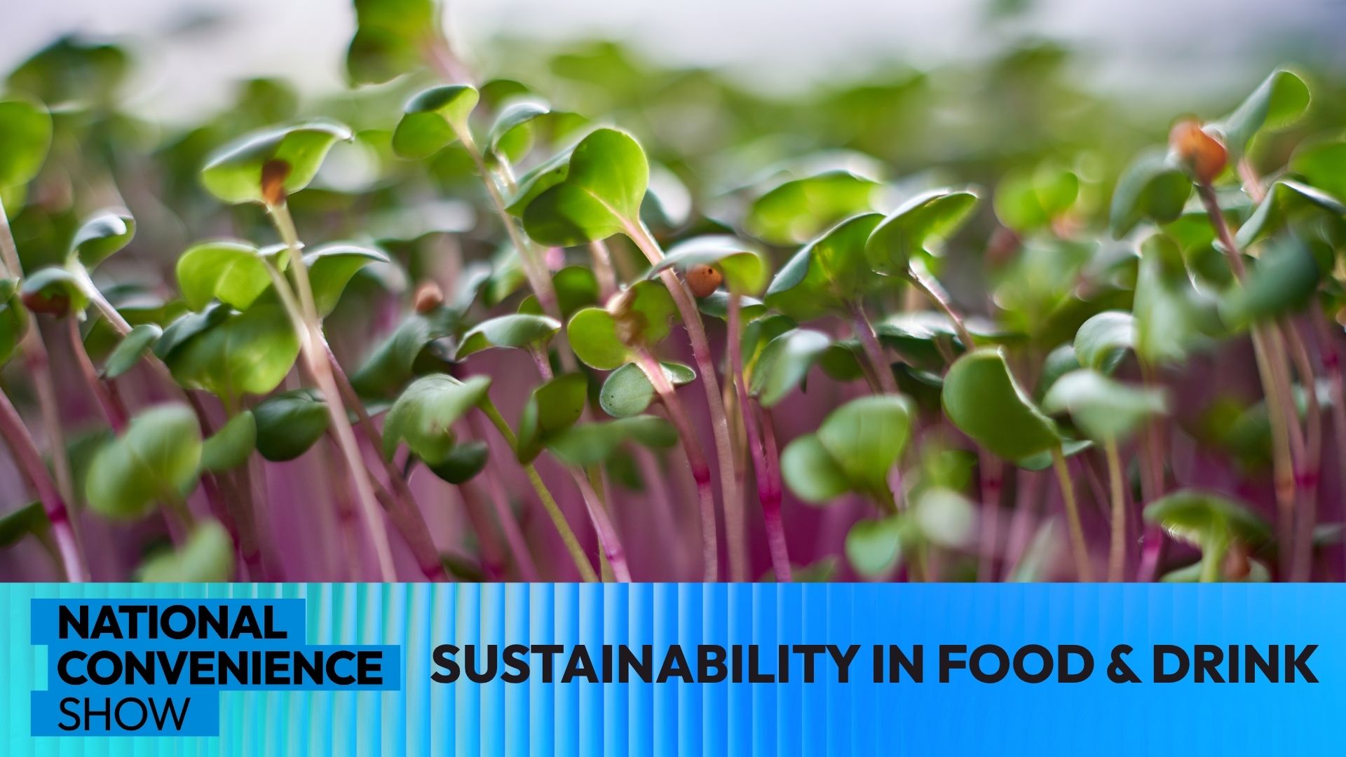 Ncs Video Sustainability In Food And Drink From Buzzword To Business Reality